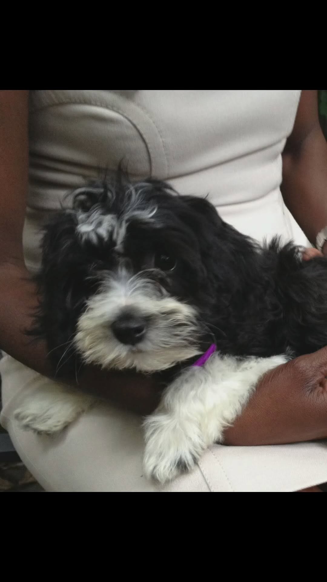 Al Roker’s Sweet Tribute to His Pup