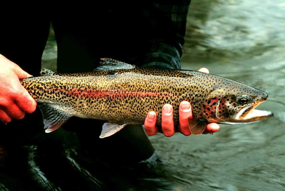 Montana’s Hot Rivers: Fishing on Pause!