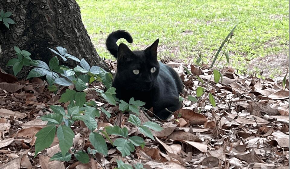 Cat's Wild Hunt Leads to Virus Discovery