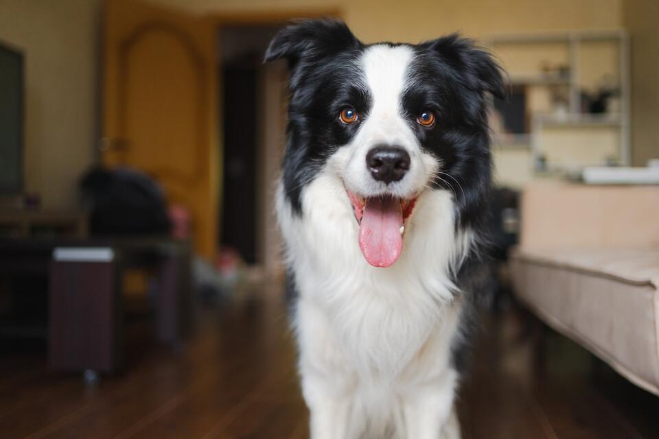 This Border Collie Wants to Herd TV People