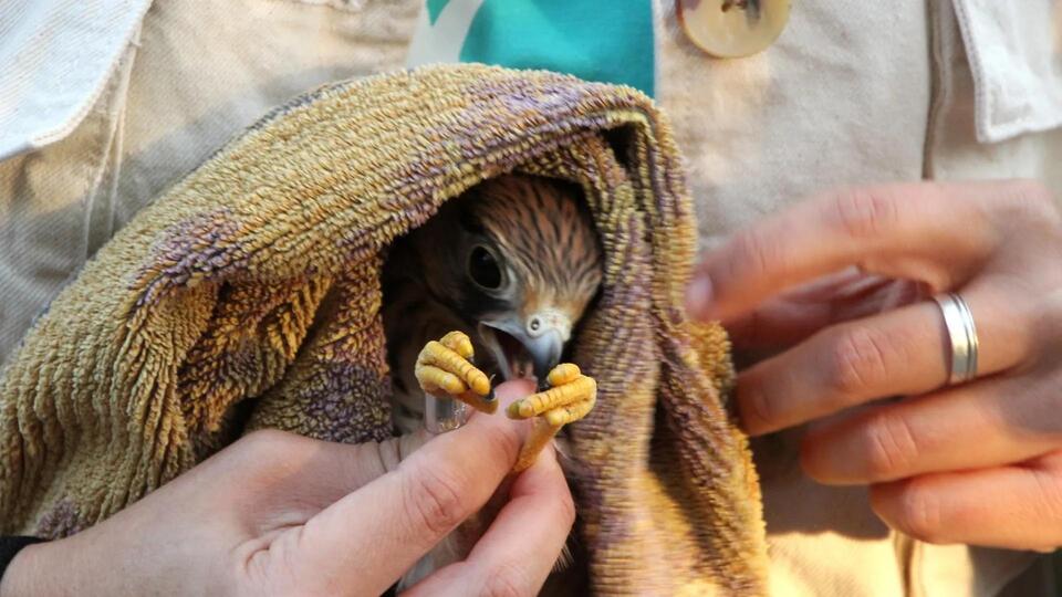 Baby Falcons Get a Wild Second Chance