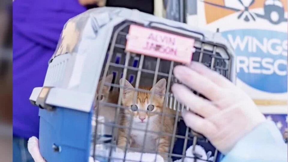 175 Cats Get a Second Chance!