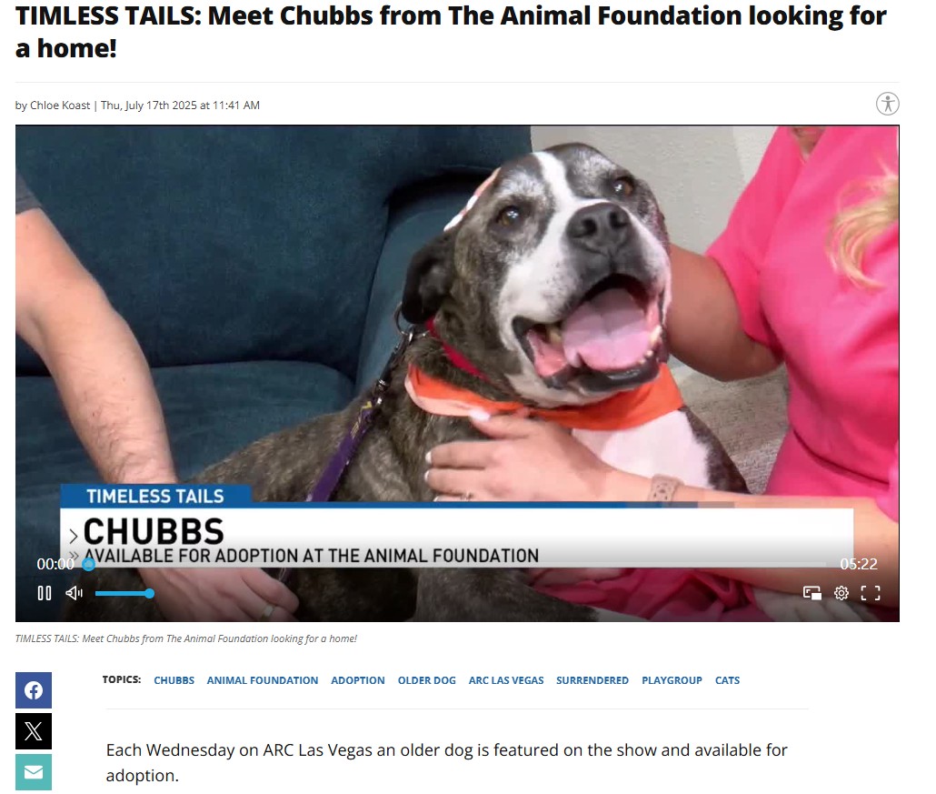 Meet Chubbs: The Sweetest Senior Pup!