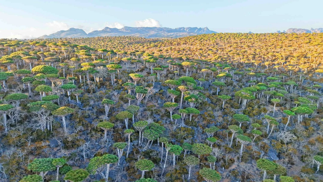 Socotra: Unlocking the Divine Palette of the Arabian Sea