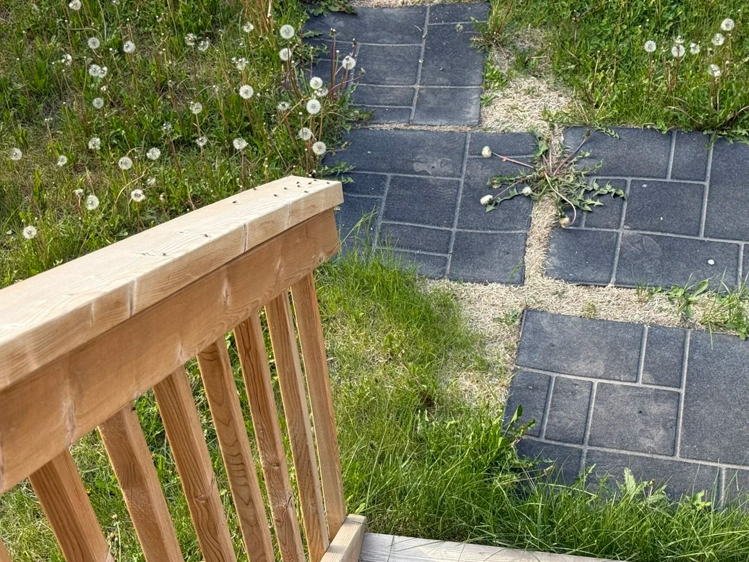 A yard overrun with dandelions