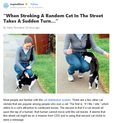 Street Cat Lap Trap: CDS Strikes Again