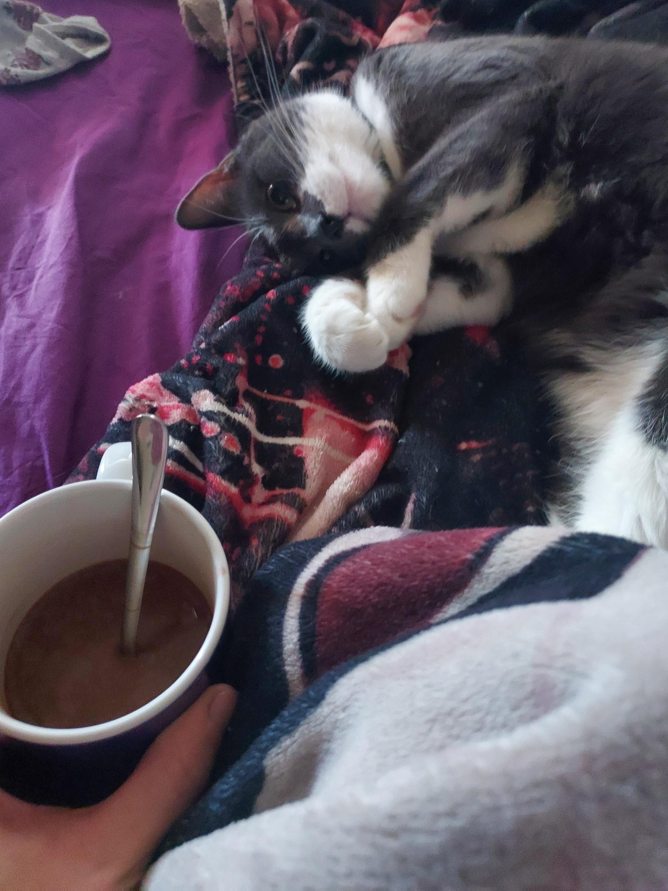 My cat has me perfectly trained