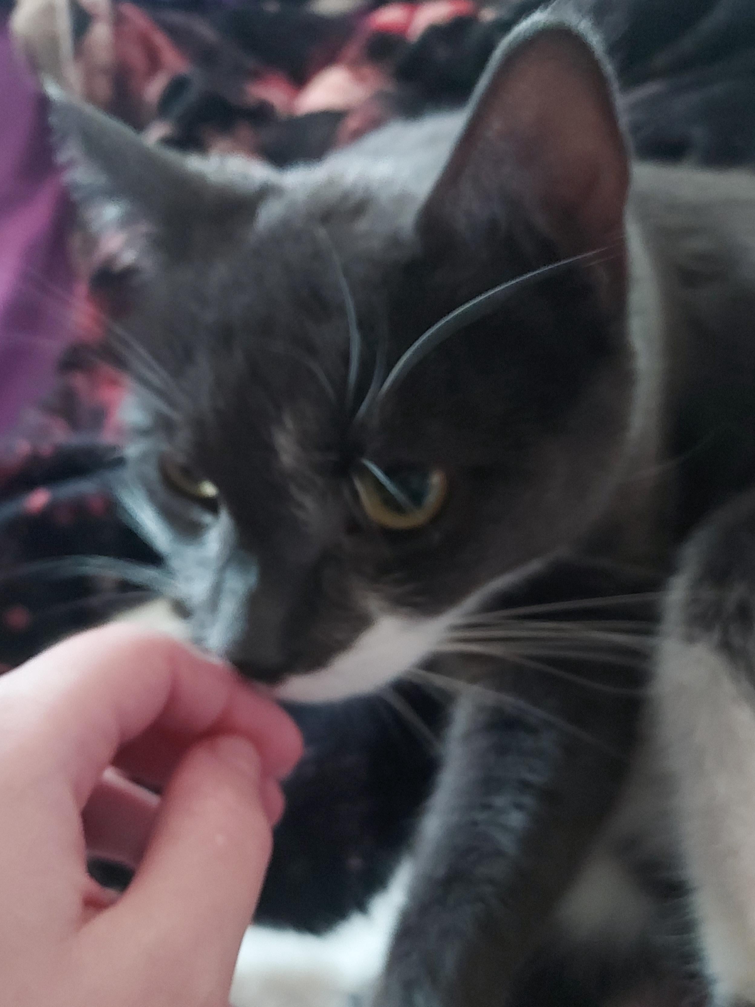 My cat has me perfectly trained