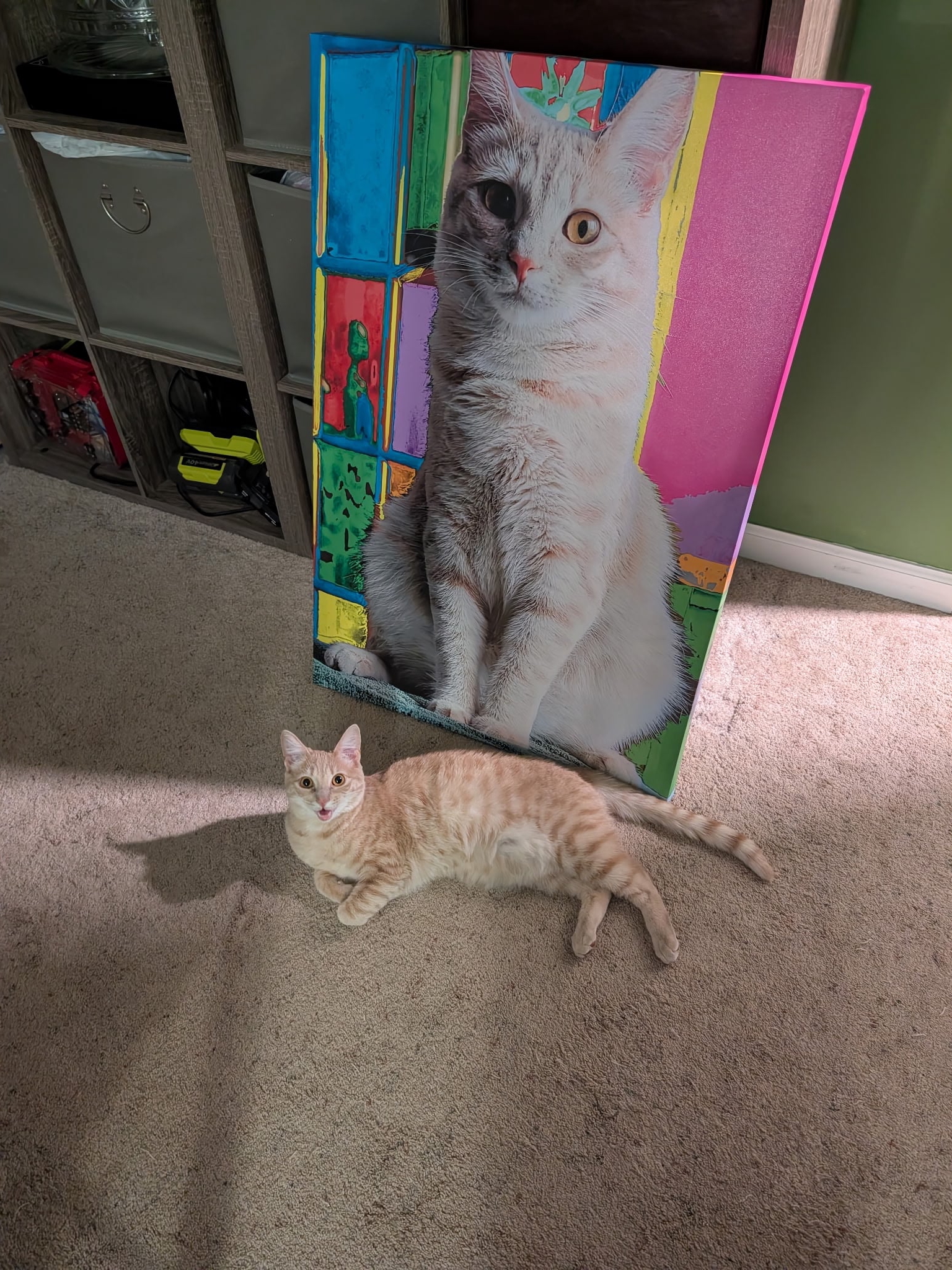 My 9mo kitten discovered spring exists