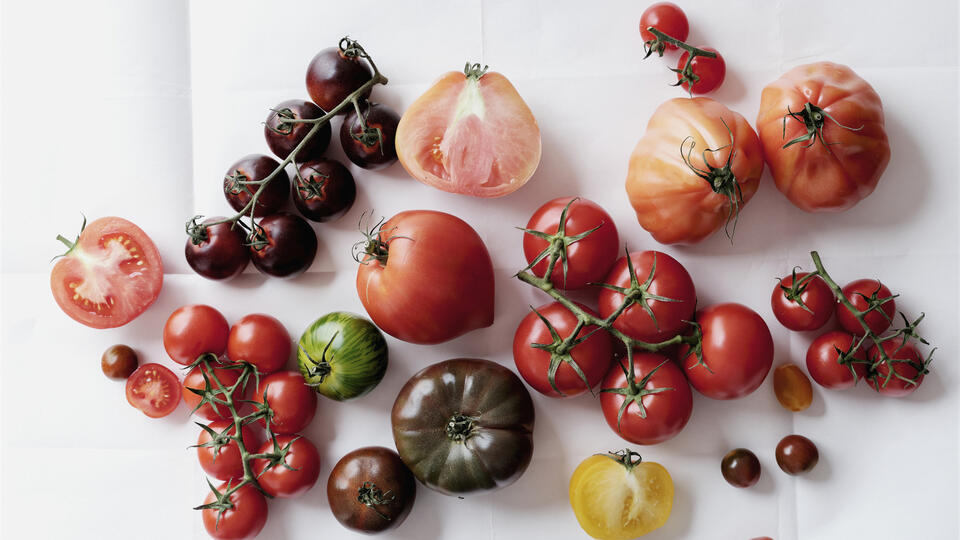 Fastest Tomato Hack for Impatient Gardeners
