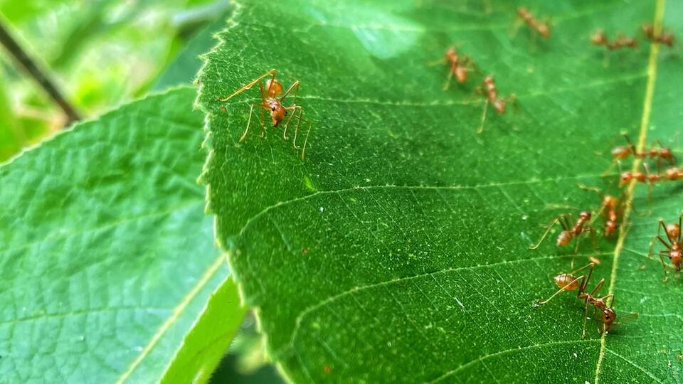How Ants Became Farmers’ Secret Weapon