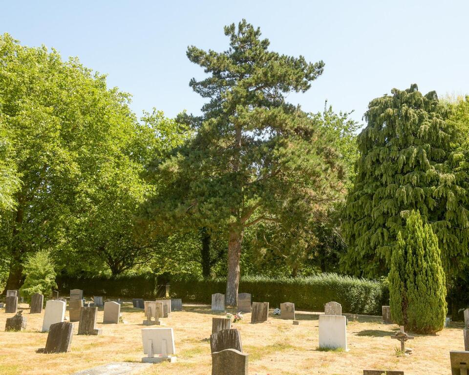 Airport vs. Cemetery Trees?!