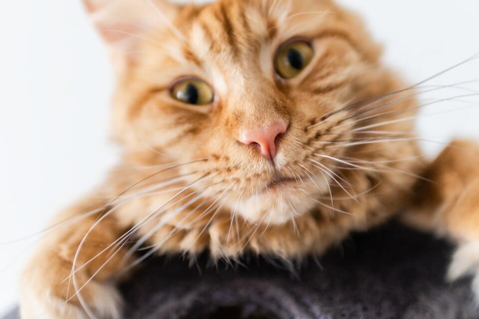 Orange Cat Becomes a Movie Buff