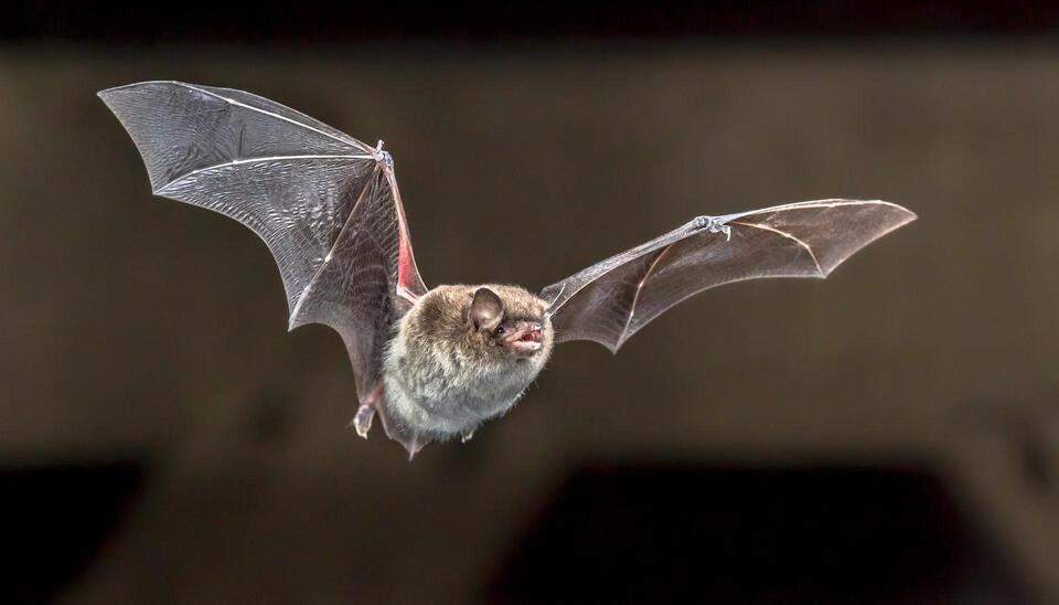 Bats Are Bulking Up—But Here’s the Scary Reason