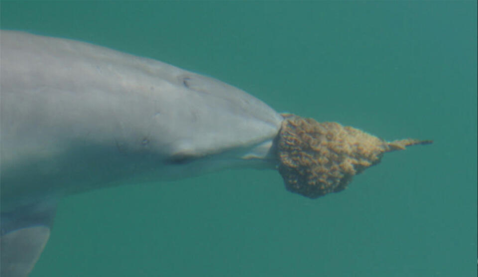 Dolphins Rocking Sponge Noses?!