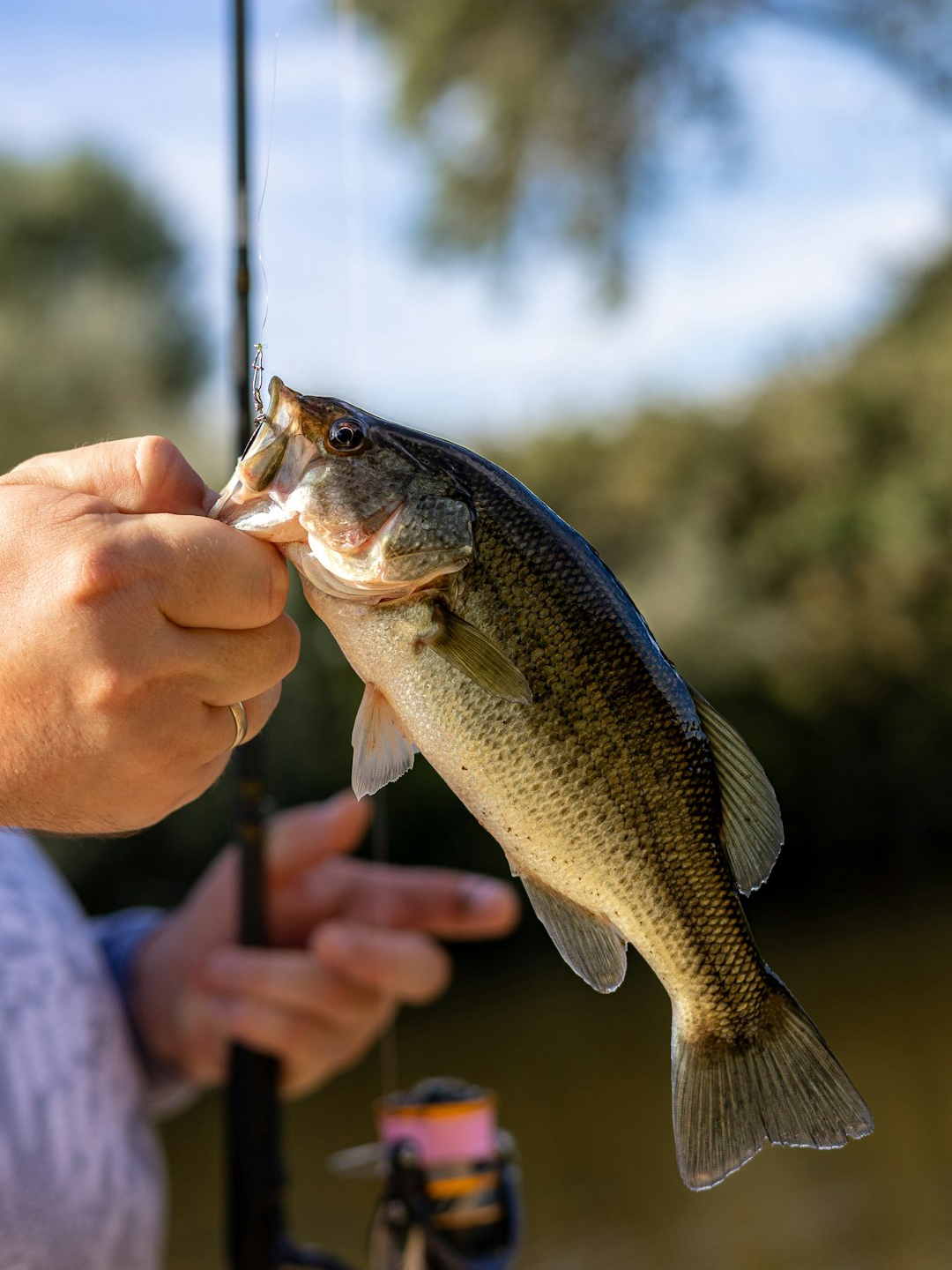 struggling to catch bass? try this