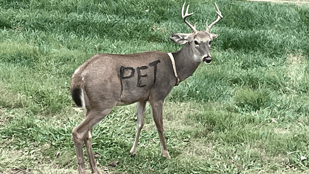 when deer see you best during the day?