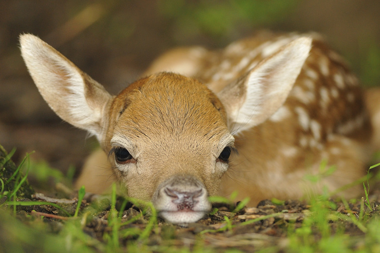 How long do deer live without hunters? 😮