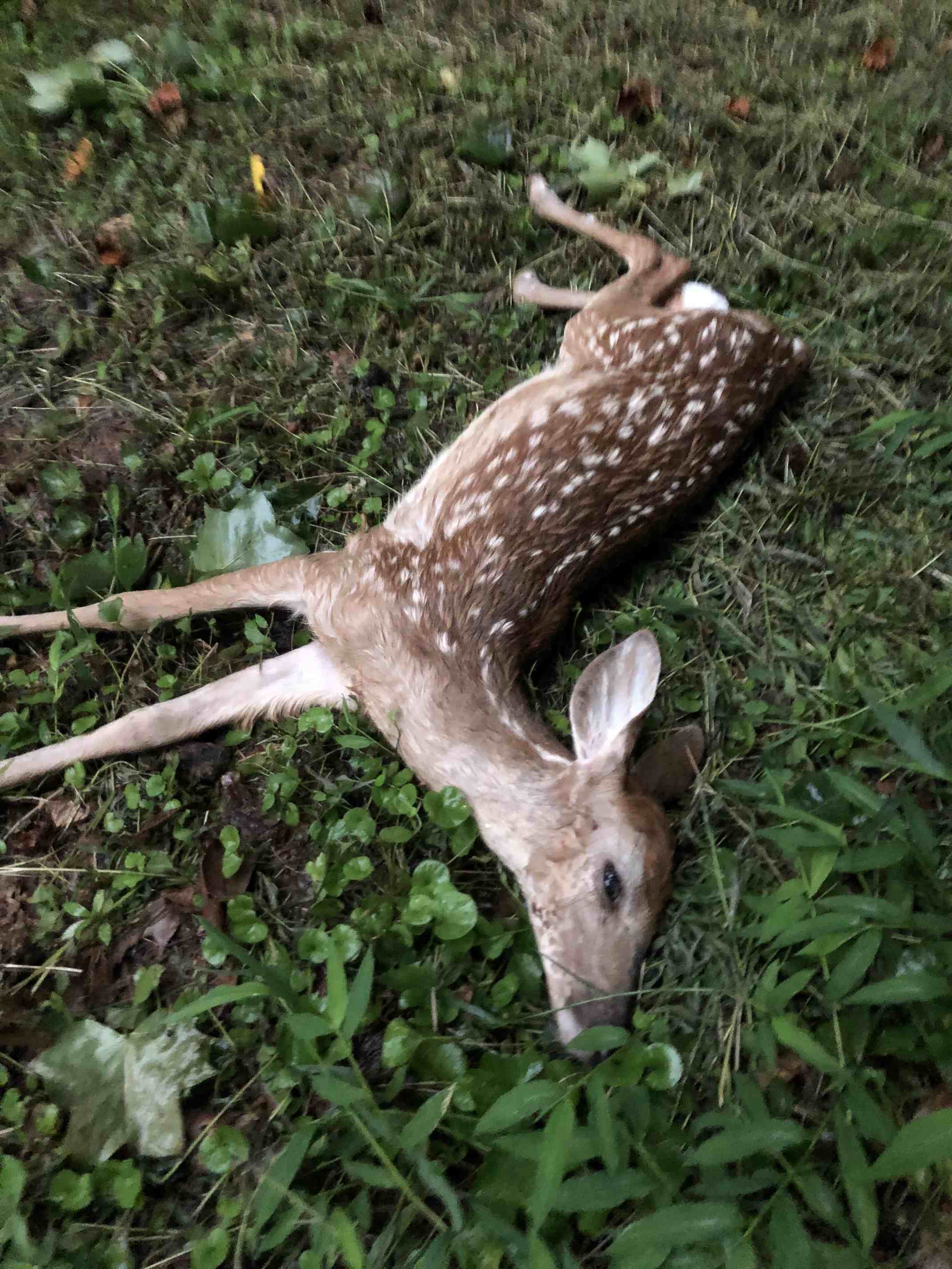Where do you shoot a deer to save the most meat?