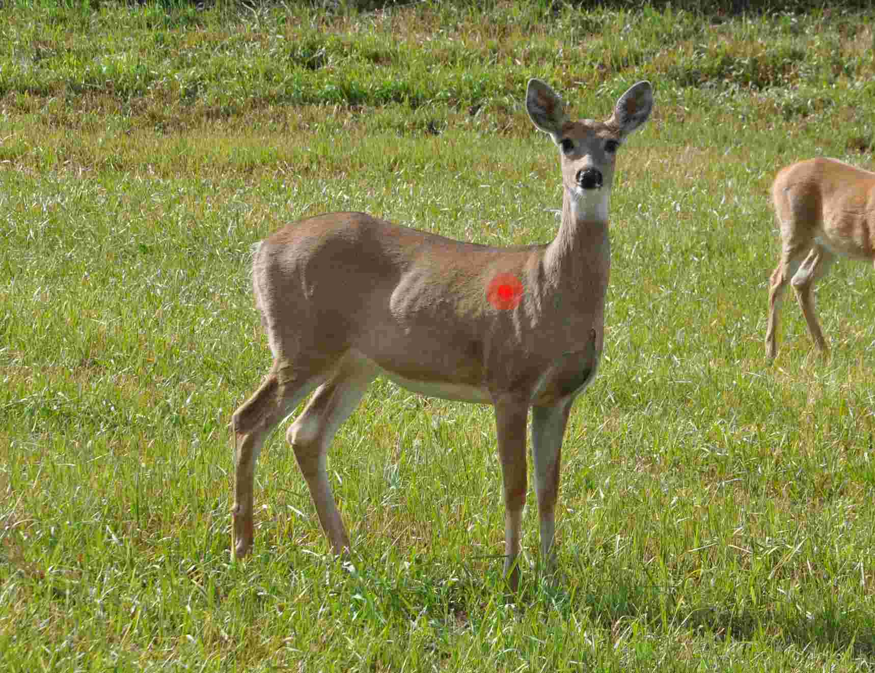 Can deer survive a shoulder shot?