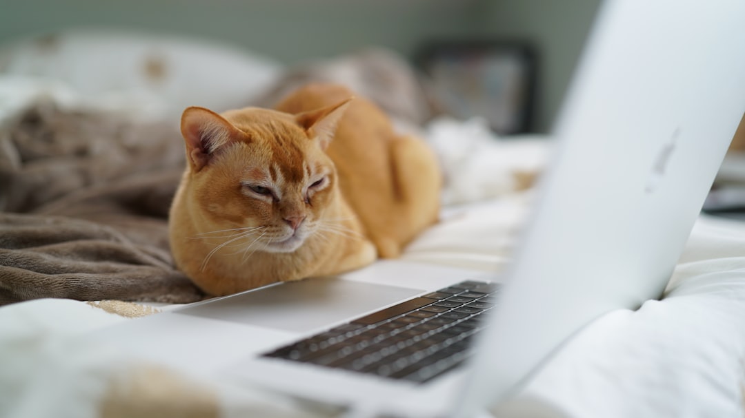 My Cat Thinks He Owns the Place (He’s Right)