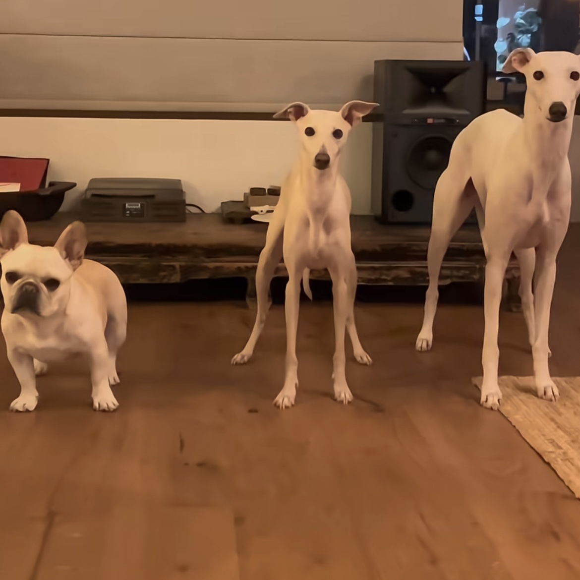 Wanna see us three play stacking games?
