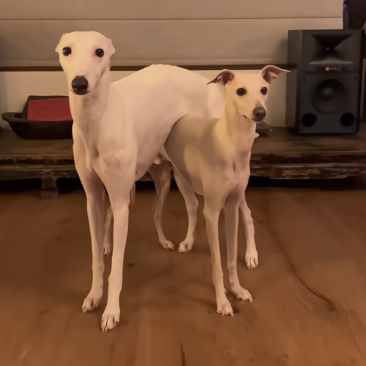 Wanna see us three play stacking games?