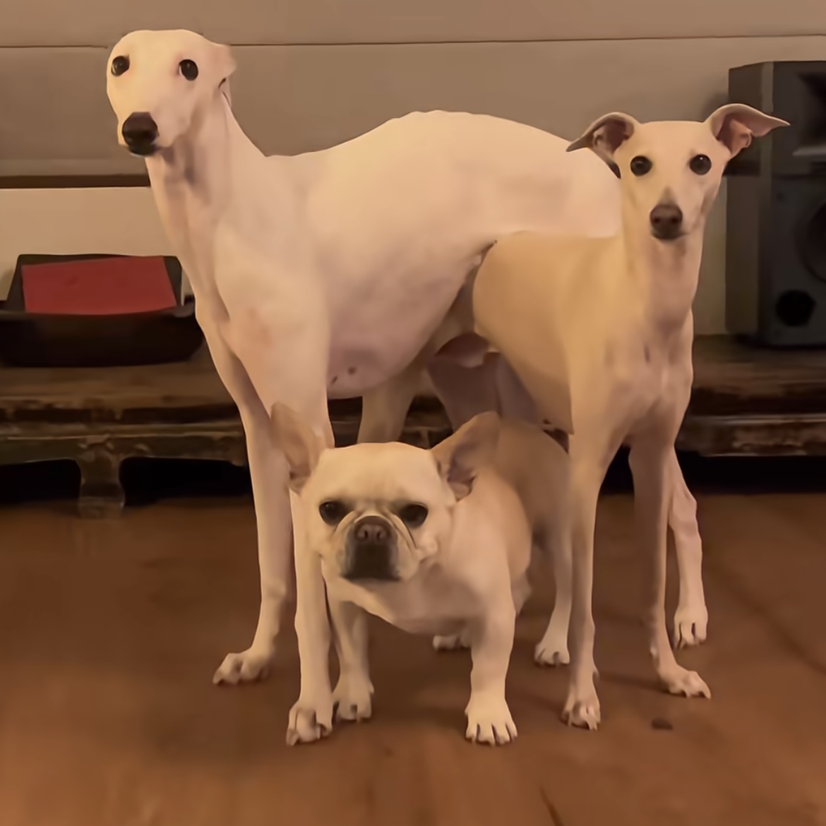 Wanna see us three play stacking games?