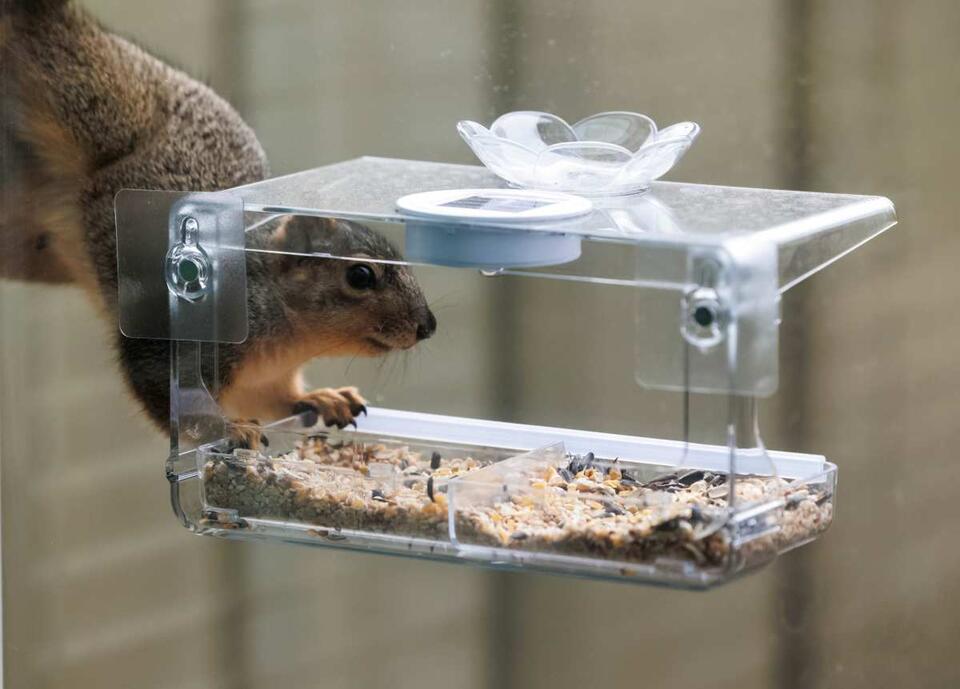 The Weird Trick That Stops Squirrels Cold