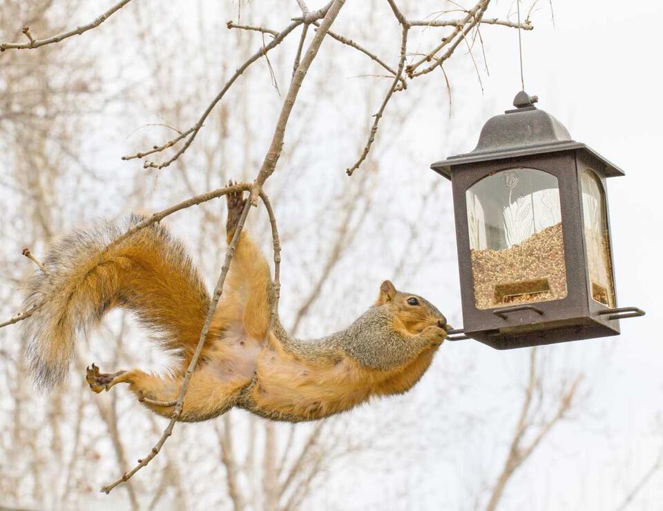 The Weird Trick That Stops Squirrels Cold