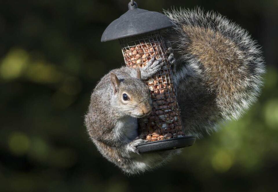 The Weird Trick That Stops Squirrels Cold