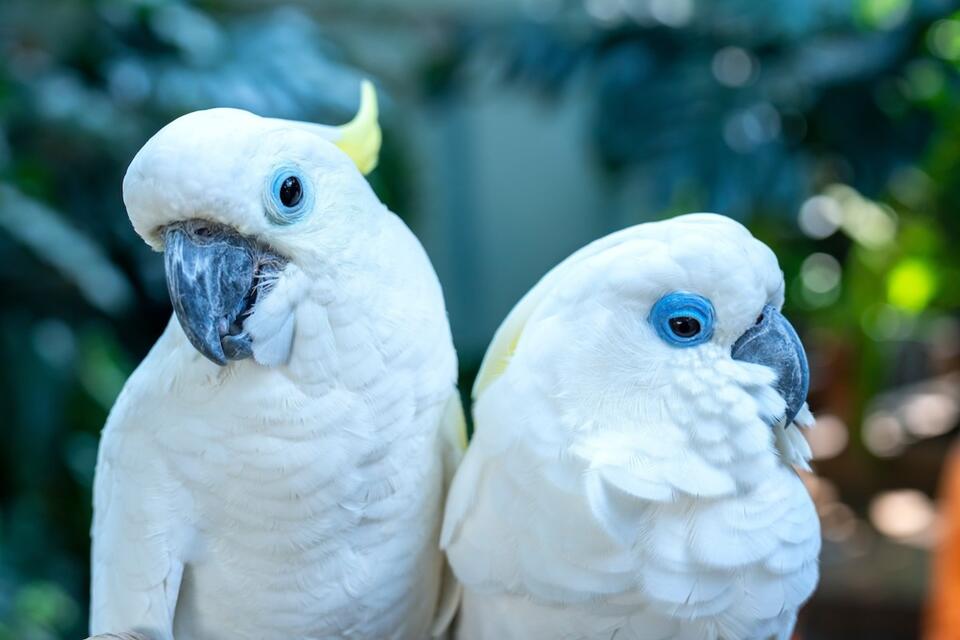 Cockatoo Couple Alert: Meet Sweet Pea’s BF!