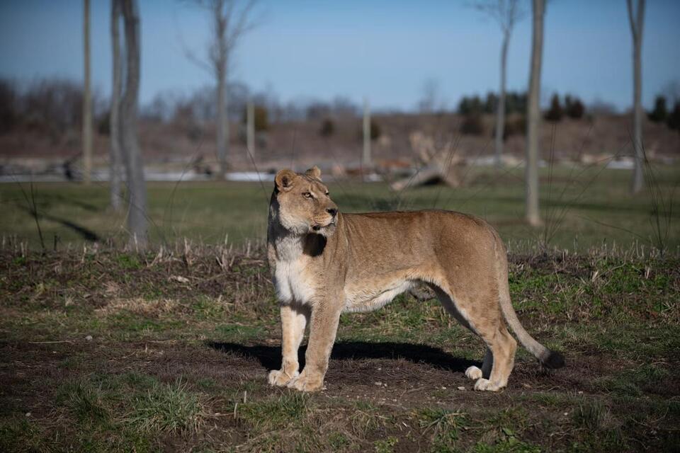 Zoo Door Fail Leads to Lion Tragedy