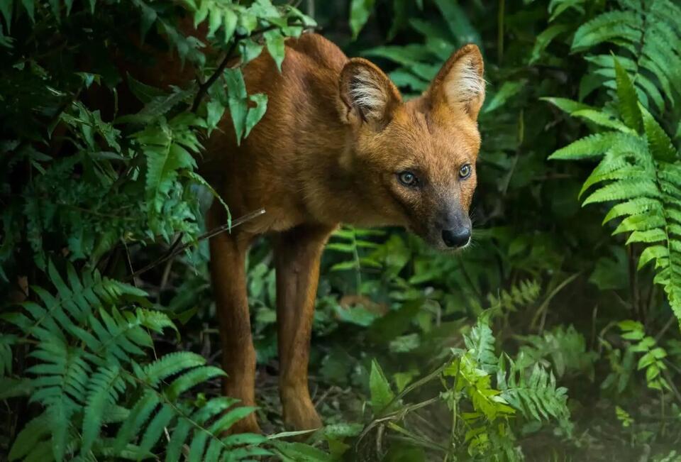 Extinct Dog Spotted After Decades!