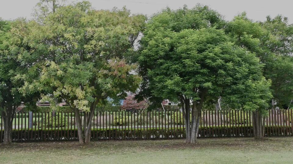 Ash Trees Are Fighting Back!