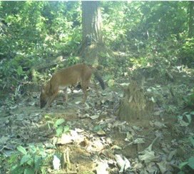 Extinct Dog Spotted After Decades!