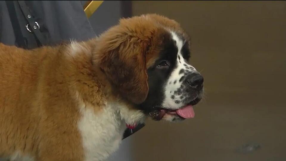 Chicago’s Cutest Cop Is on the Beat!