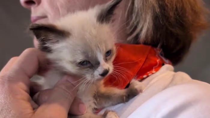 25 Flood-Rescued Kittens Need Foster Homes!