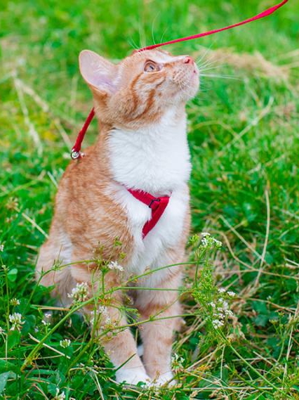 Outdoor cats live 12 years less. Here's why