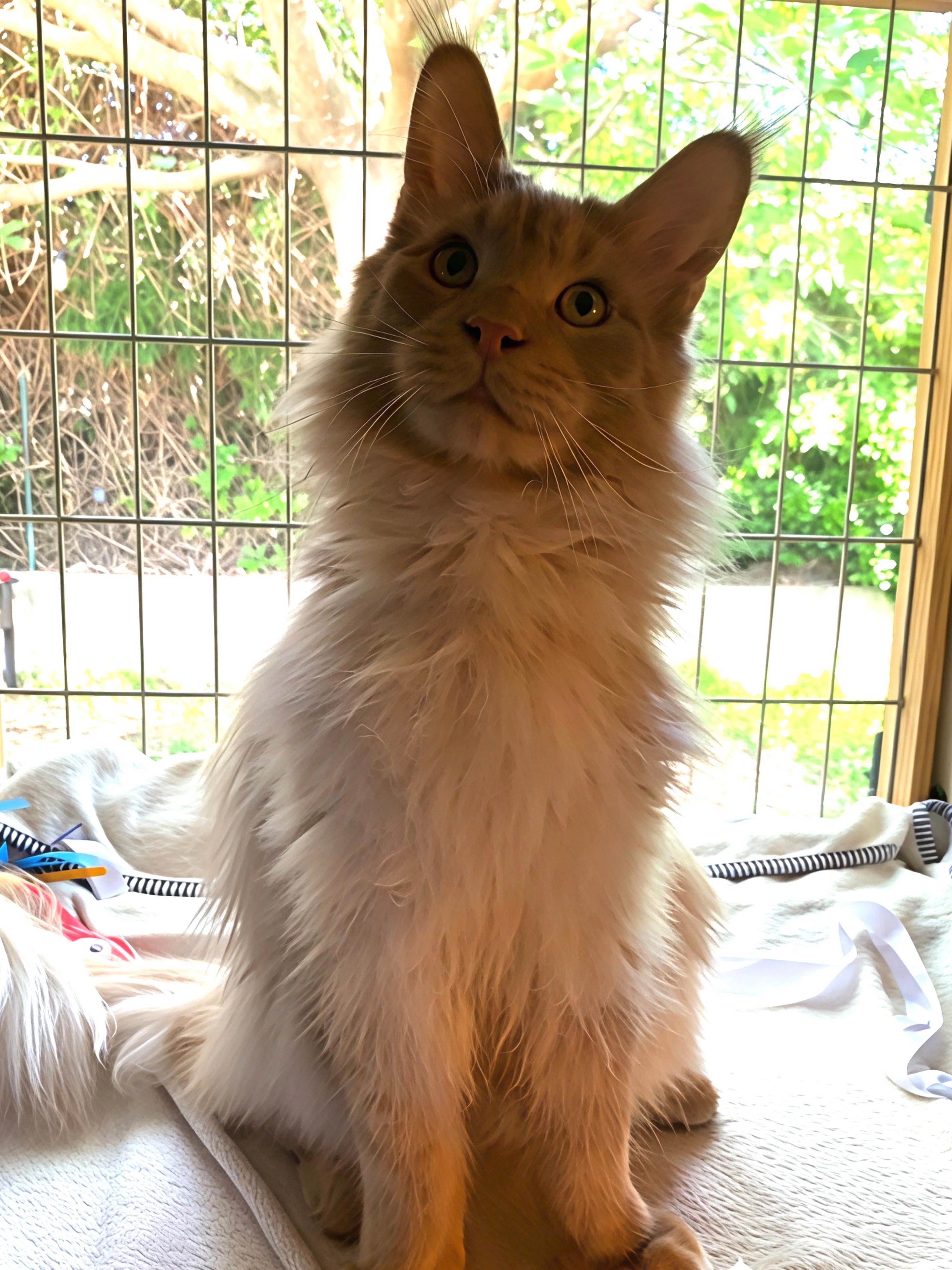 Celebrating My Cat’s Birthday Like a True Crazy Cat Parent