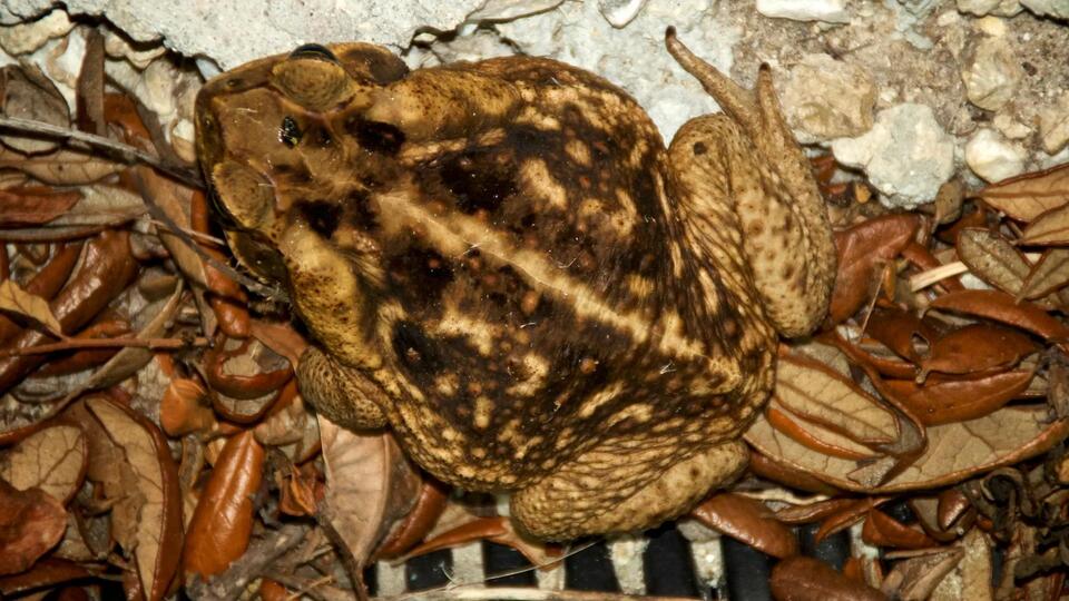 Toxic Toads Are Taking Over Florida!