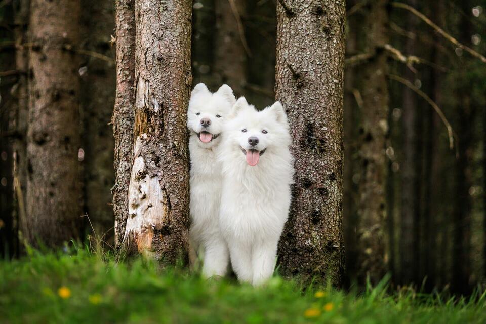 Samoyed Pups Go Full Mud Monster Mode