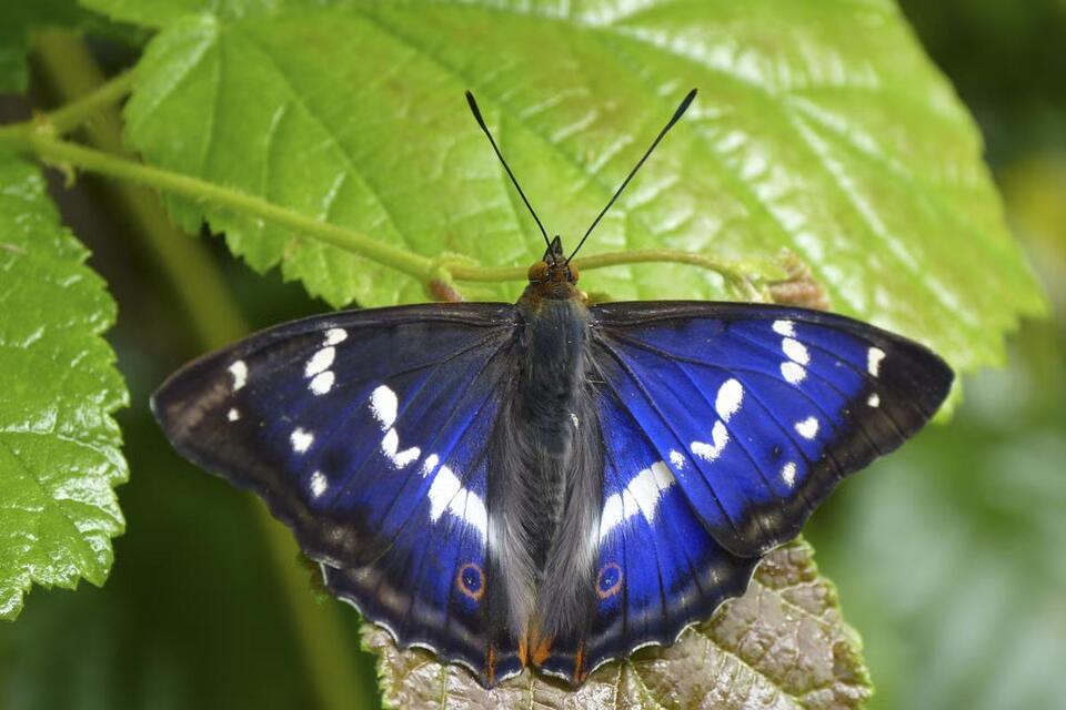 Purple Emperor Butterflies Are Back!