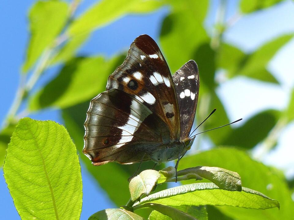 Purple Emperor Butterflies Are Back!