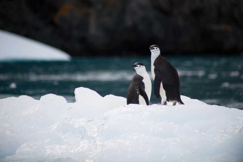 Antarctic Ice Just Flipped the Script