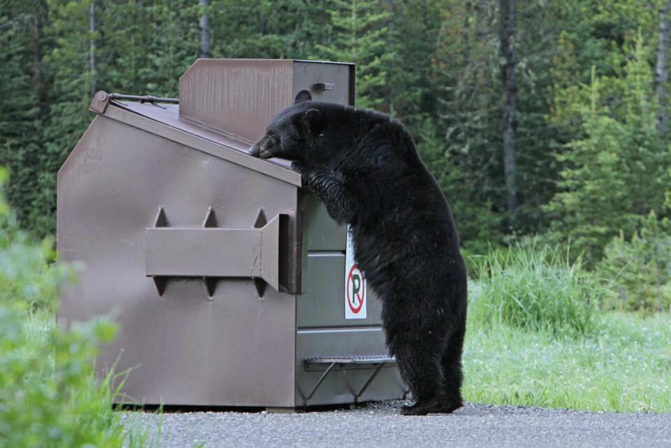 Bear Trouble at Yellowstone 😬
