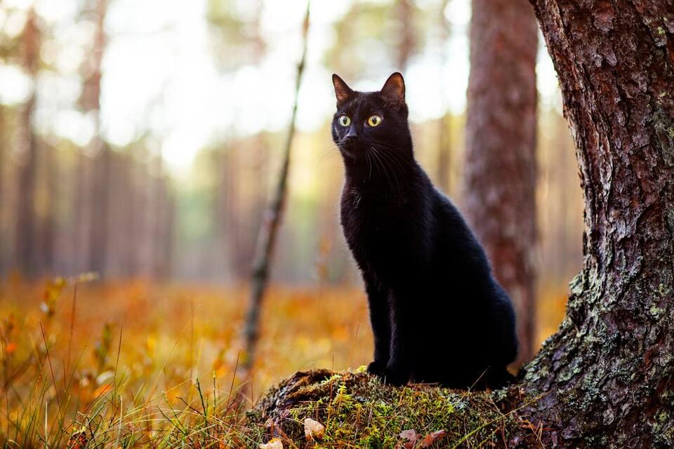Are You Superstitious? Science Spills the Tea