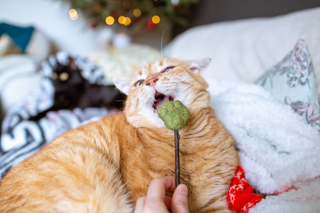 How to help cats quickly cope with stress reactions