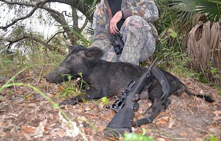 How I finally dropped a big boar clean 🐗