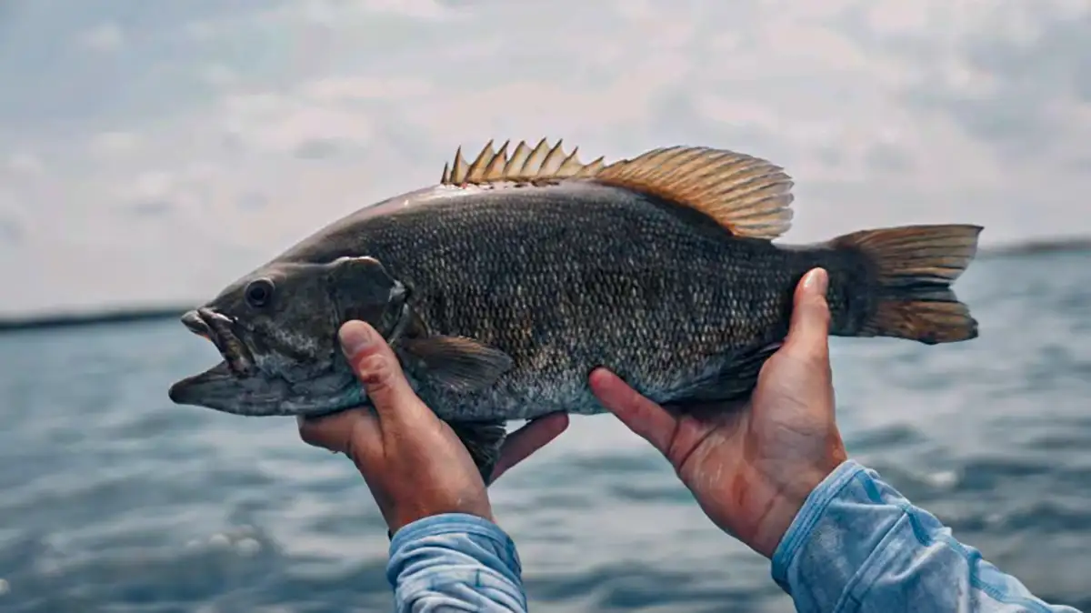 How I crush bass on lakes with no depth map